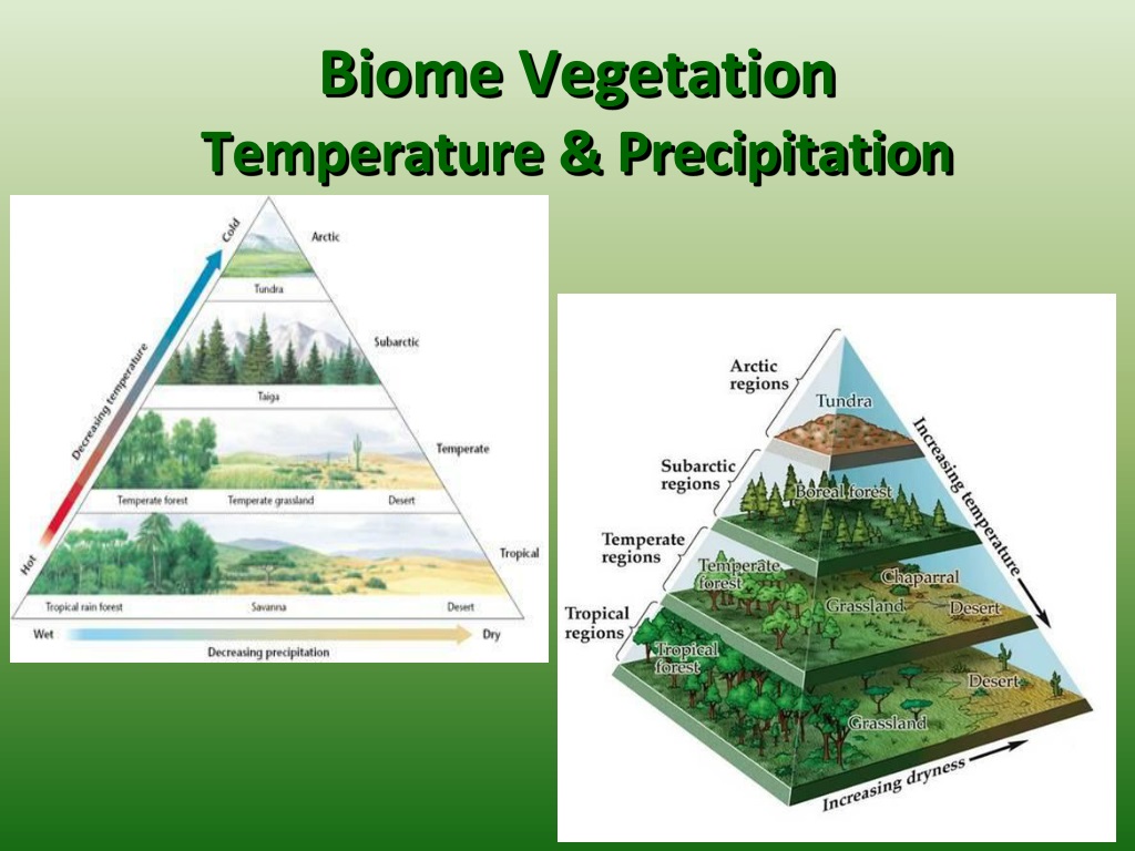 PPT - Terrestrial Biomes PowerPoint Presentation, free download - ID ...