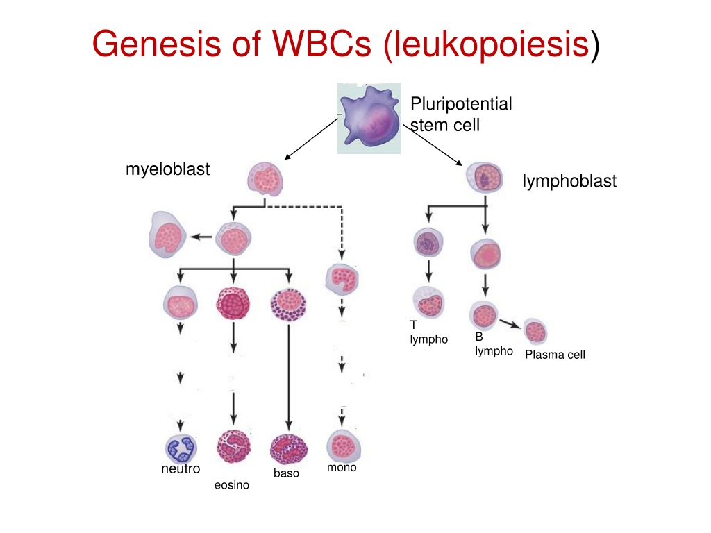 Ppt Types Of Leukocytes Production Leukopoiesis Powerpoint Presentation Id9286819 6017