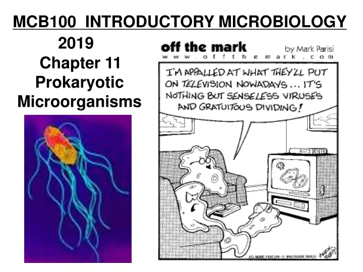 PPT - MCB100 INTRODUCTORY MICROBIOLOGY 2019 Chapter 11 Prokaryotic ...