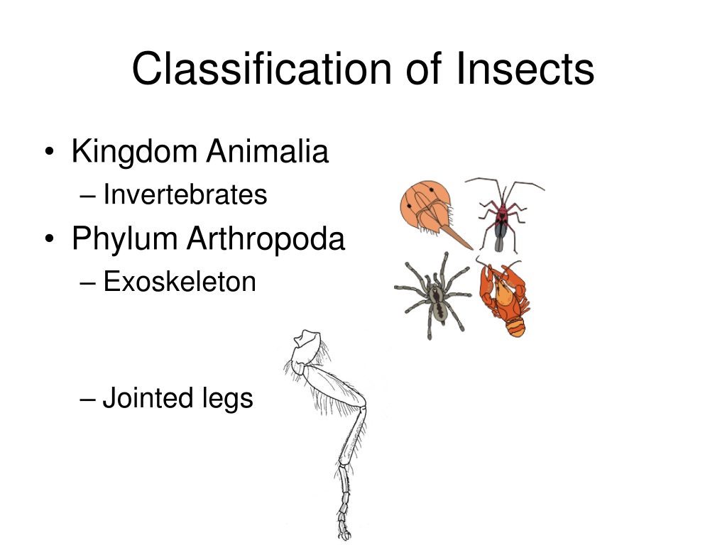 Ppt Insects Powerpoint Presentation Free Download Id9288265