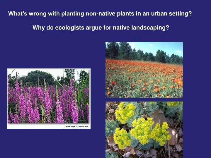 PPT What’s wrong with planting nonnative plants in an urban setting