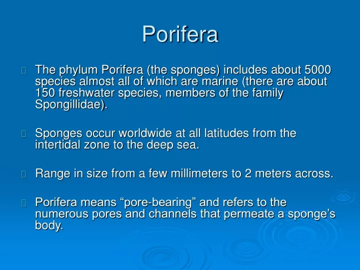 porifera n.