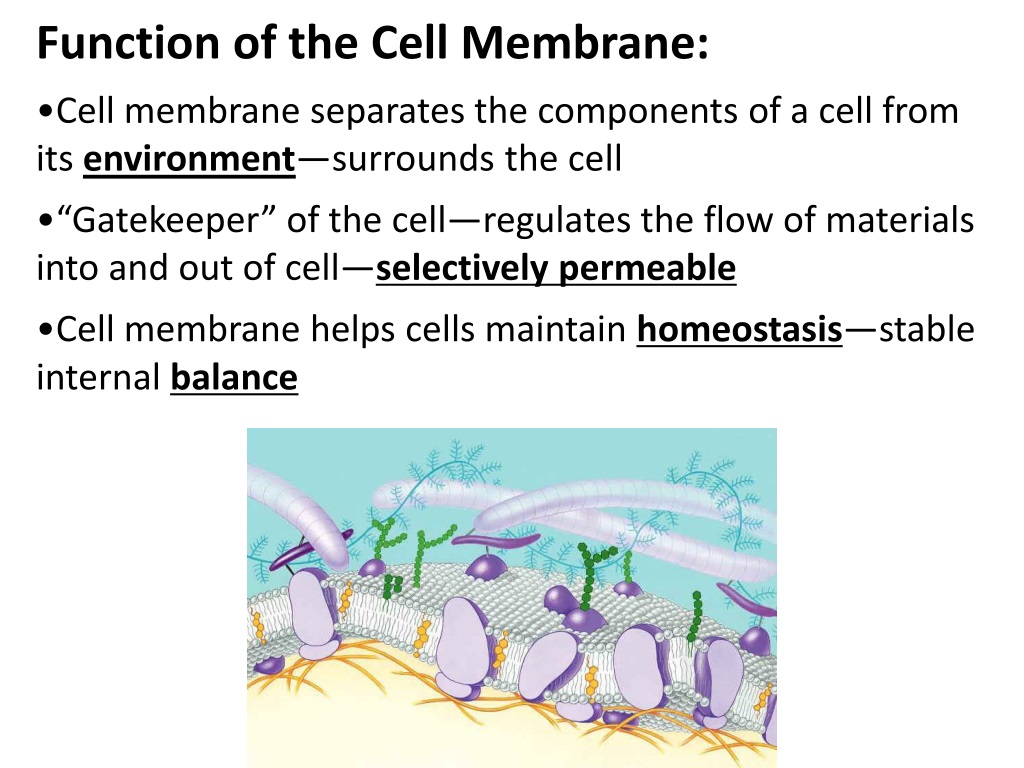 Ppt Cell Membrane Transport Notes Cell Membrane And Cell Wall