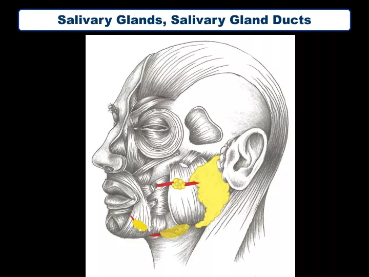 salivary glands salivary gland ducts n.