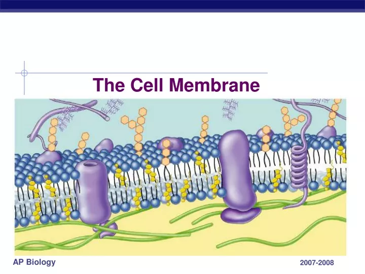 PPT - The Cell Membrane PowerPoint Presentation, Free Download - ID:9292653