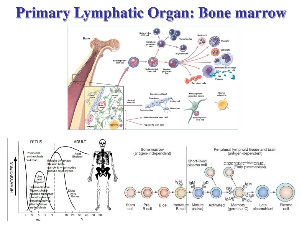 PPT - Lymphatic Organs: Thymus,Tonsils and MALT PowerPoint Presentation