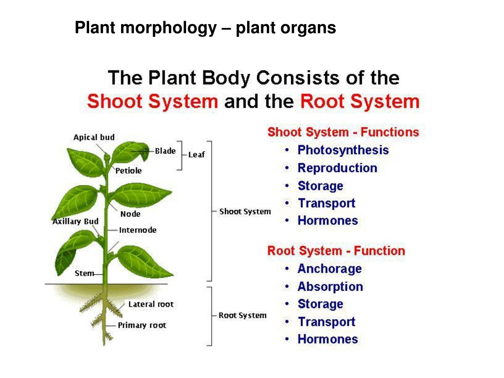 Plant body. Plant body structures. Plant Morphology. Plant structure. Plant Organs.