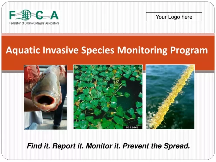 aquatic invasive species monitoring program n.