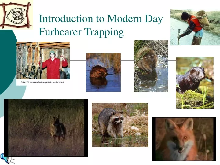 PPT - Introduction To Modern Day Furbearer Trapping PowerPoint ...