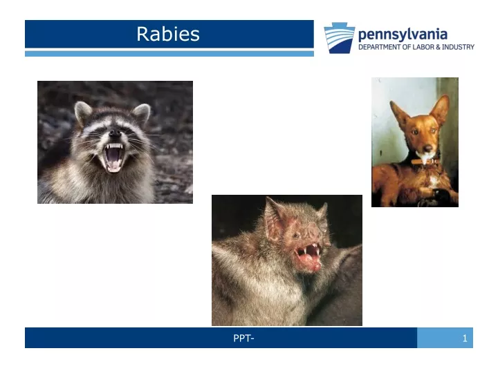 powerpoint presentation on rabies