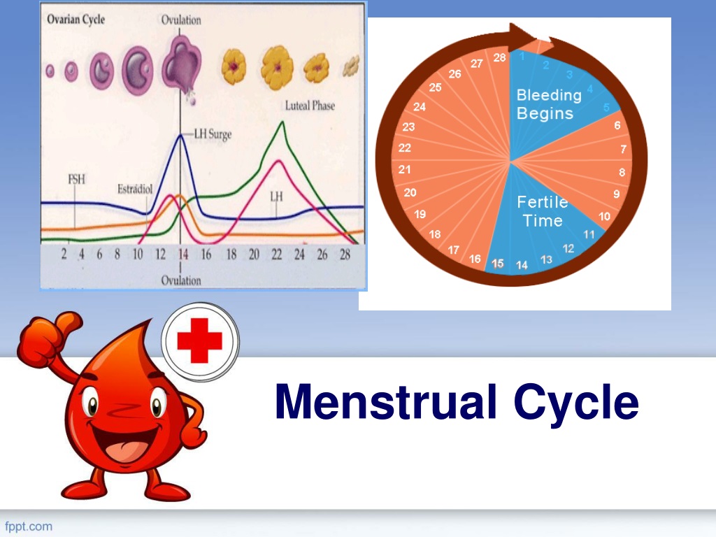 Ppt Menstrual Cycle Powerpoint Presentation Free Download Id9304047 9887