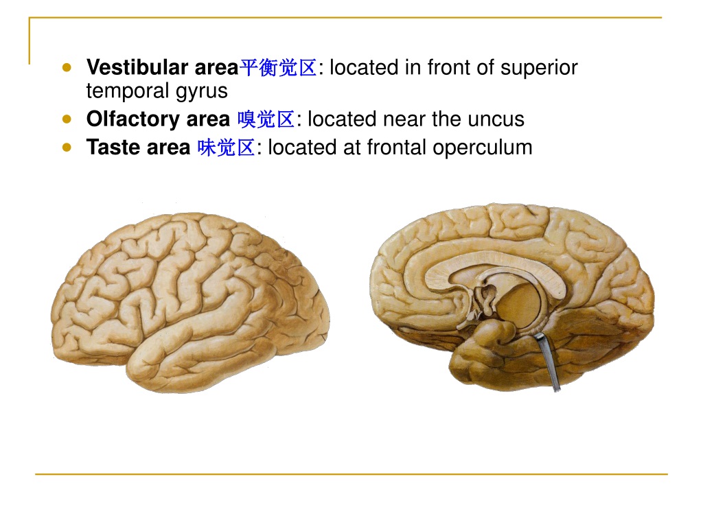 Is an area located. Operculum анатомия. Оперкулум мозг. Покрышка, operculum. Operculum презентация.