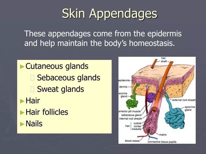 PPT - Skin Appendages PowerPoint Presentation, free download - ID:9307672