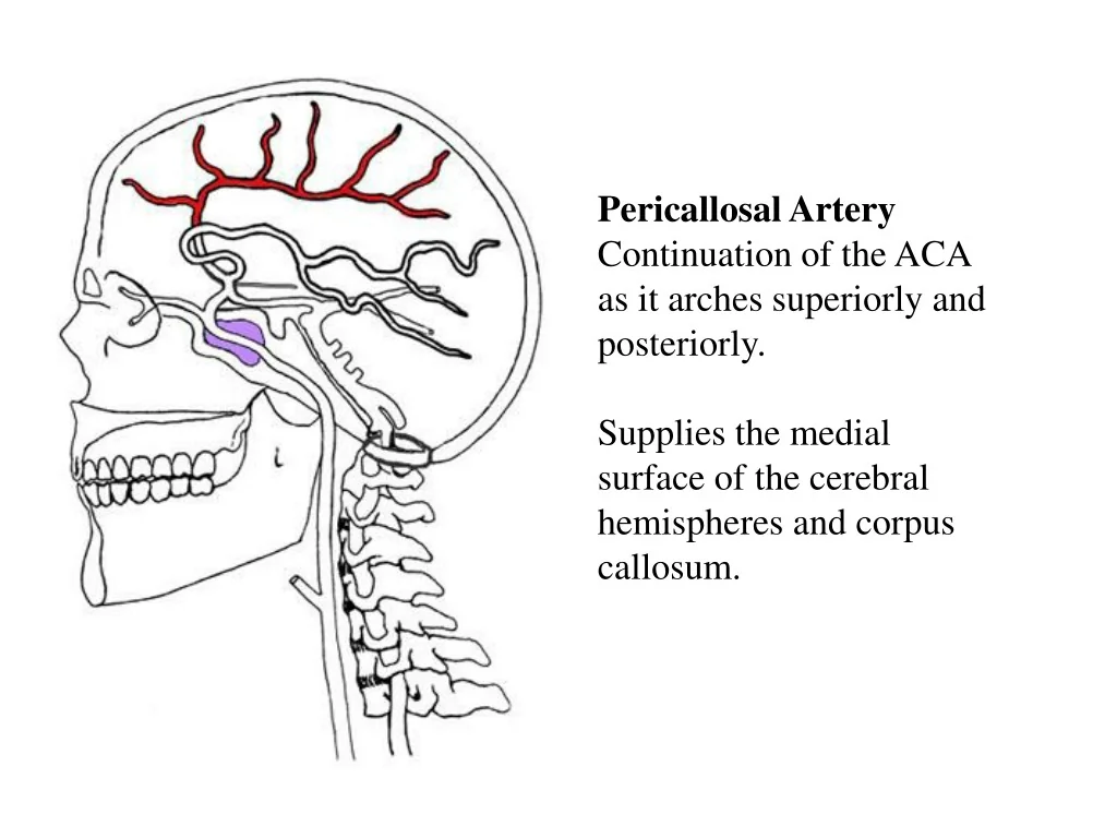 PPT Carotid And Vertebral Arteries In The Neck PowerPoint PPT Carotid And Vertebral Arteries In The Neck PowerPoint
