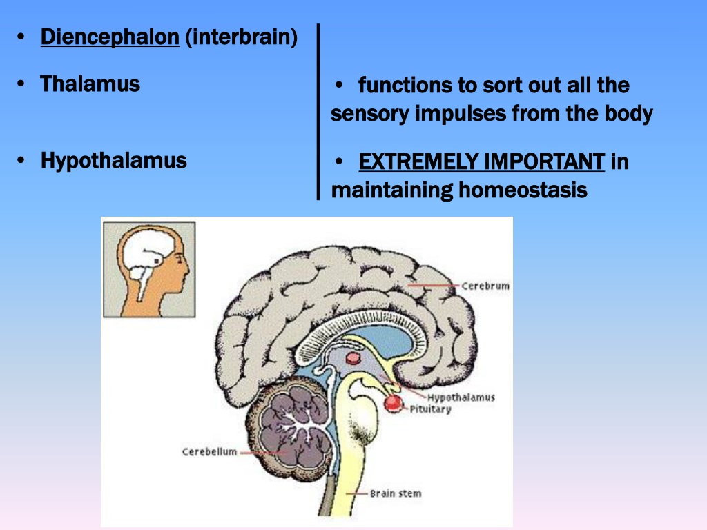 Таламус и гипоталамус. Гипоталамус и Diencephalon. Diencephalon дифференцируется на. Промежуточный мозг гомеостаз.