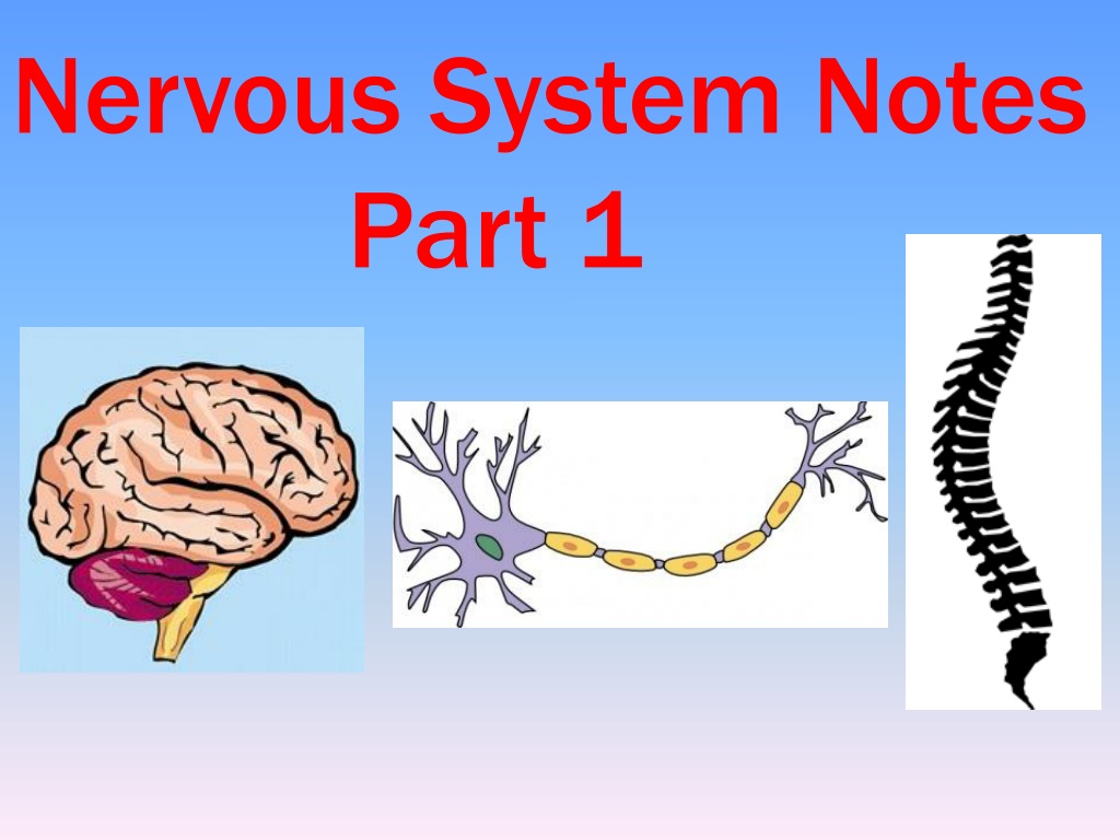 Nervous first. Фон для презентации нервная система. Nervous System presentation. Physiology Biology. Presentation about nervous System ppt.