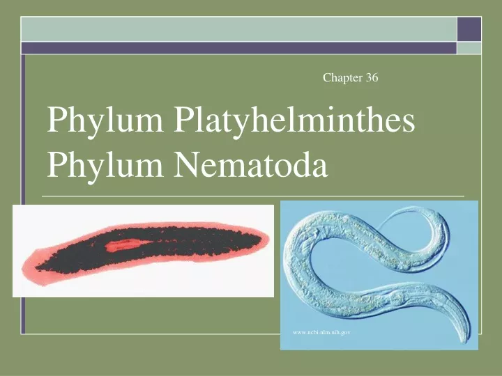 Încrengătura nemathelminthes - Platyhelminthes nemathelminthes ppt