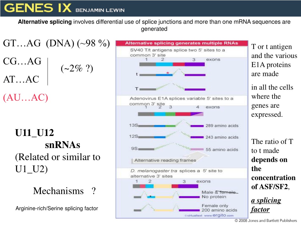 PPT - RNA Splicing And Processing PowerPoint Presentation, Free ...