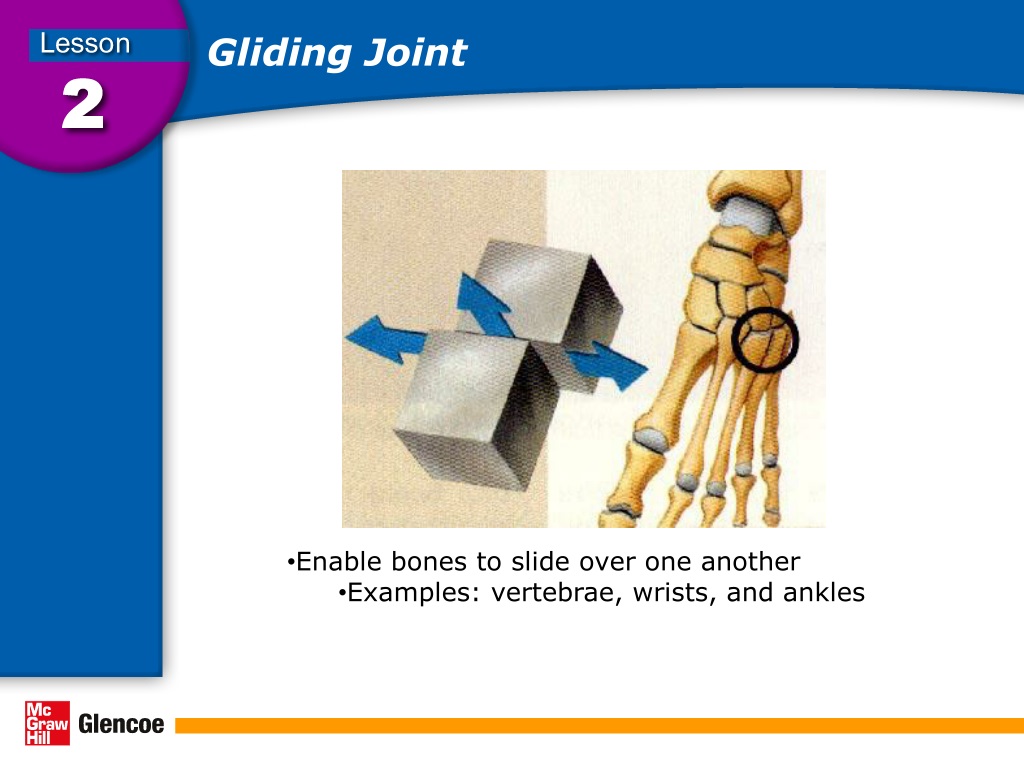 PPT Skeletal System PowerPoint Presentation, free download ID9318011