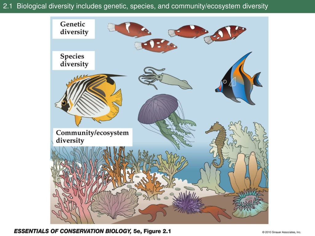 https://image5.slideserve.com/9318664/2-1-biological-diversity-includes-genetic-species-and-community-ecosystem-diversity-l.jpg