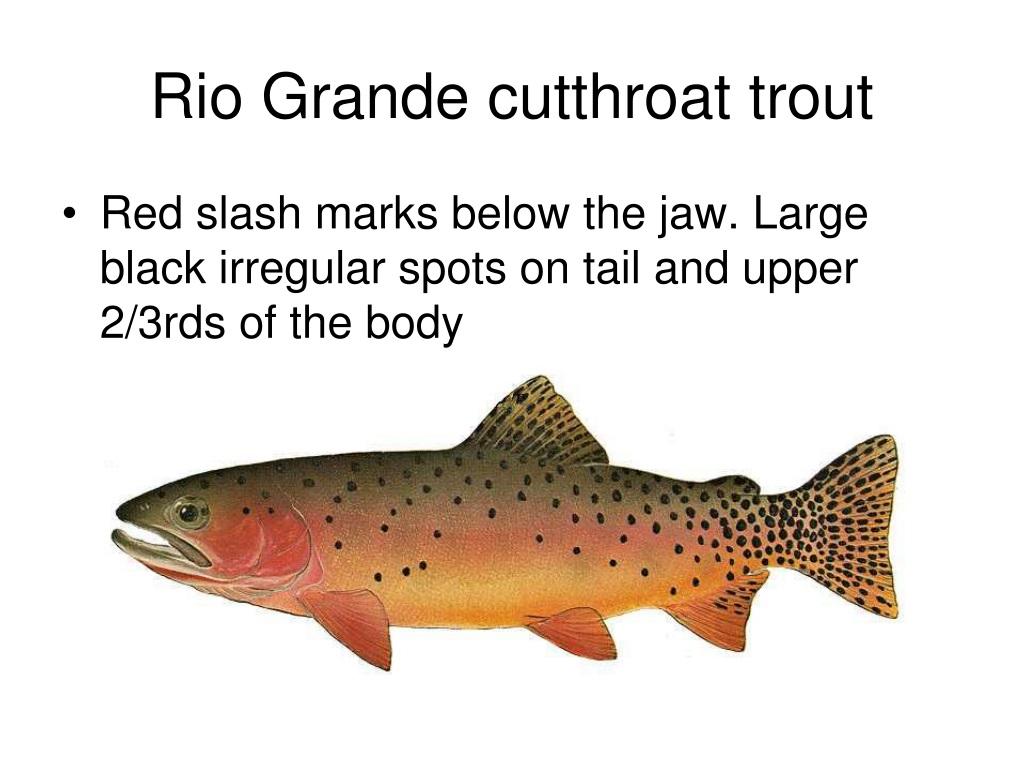 Brook Trout - PENNSYLVANIA TROUT IN THE CLASSROOM