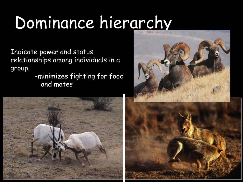 types of dominance hierarchy in animal behaviour