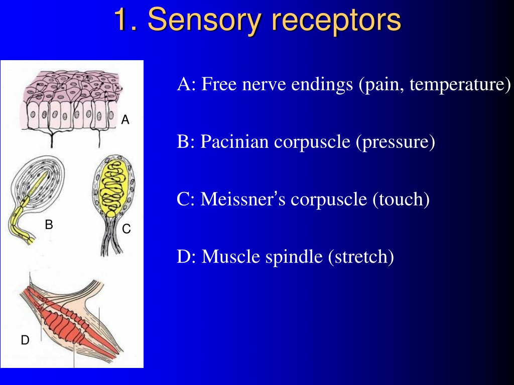 pn sensory function case study