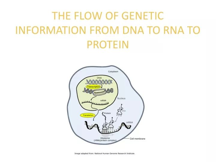 PPT - THE FLOW OF GENETIC INFORMATION FROM DNA TO RNA TO PROTEIN ...