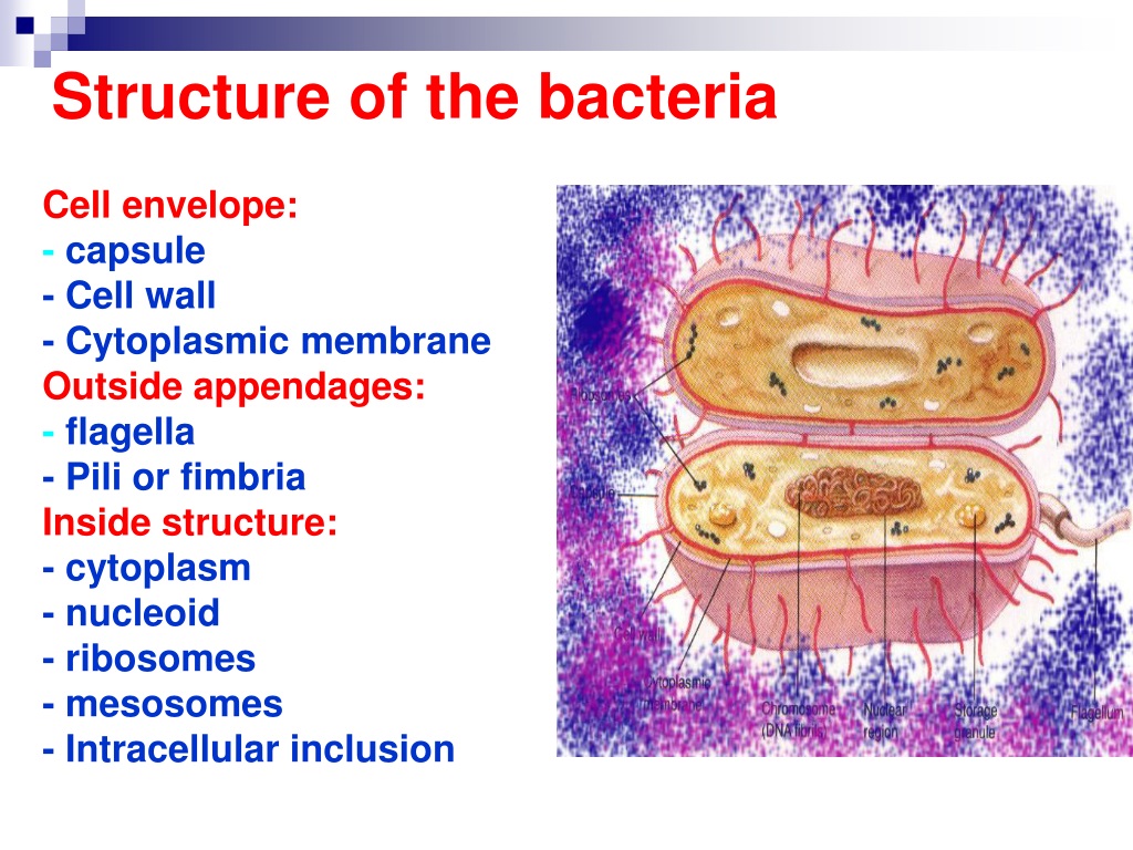 PPT - Introduction To Microbiology. Morphology Of Microorganisms ...