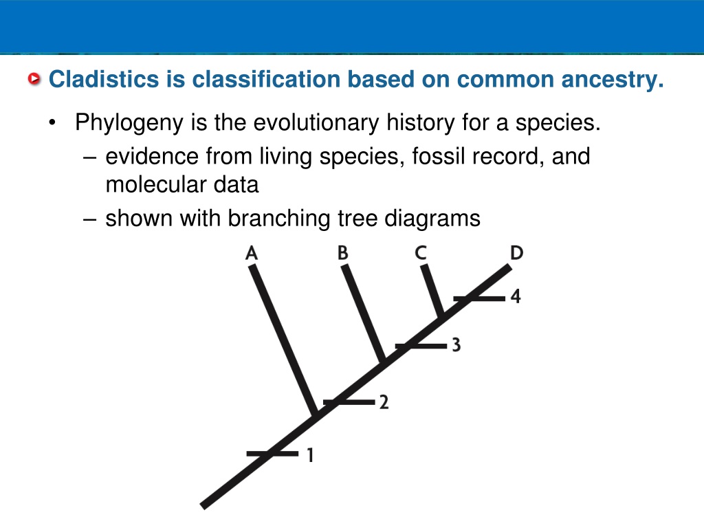 PPT - Cladistics And Cladograms Pp. 341-345 PowerPoint Presentation ...