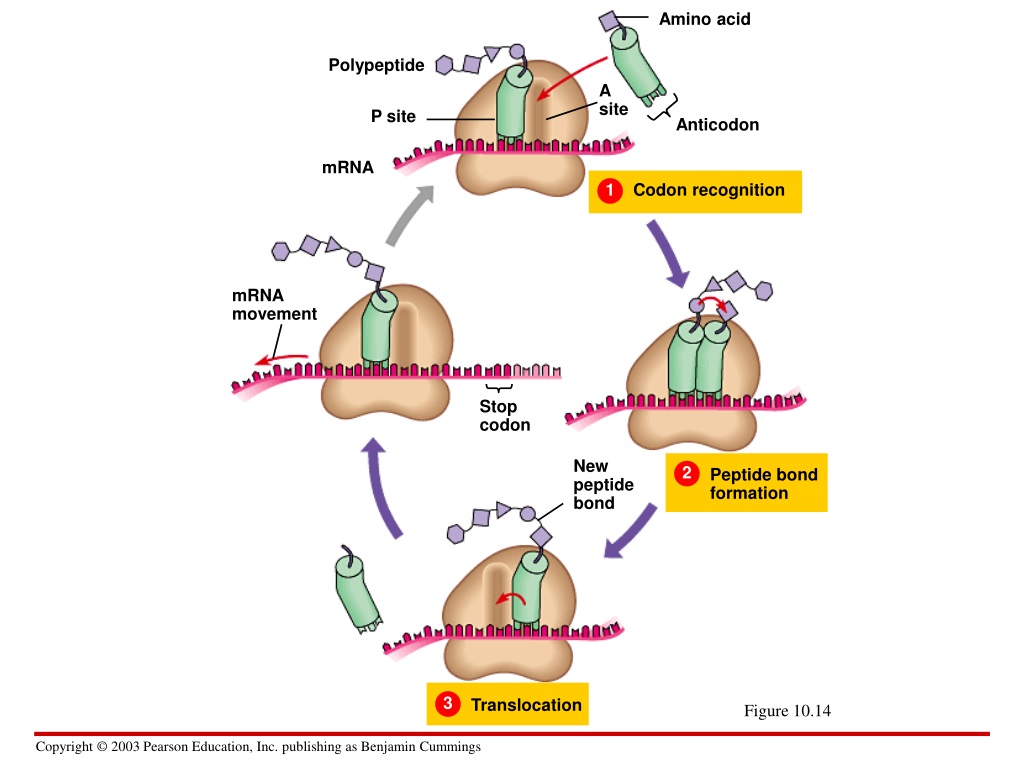Процесс трансляции полипептид. Отсоединение полипептида. Узнавание кодона антикодоном. Кодон метионина аминокислоты. 1 ген 1 полипептид