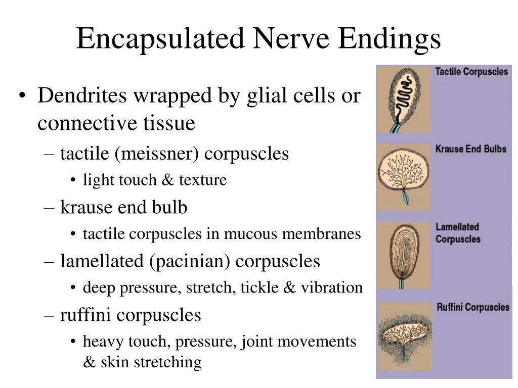 free nerve endings and encapsulated