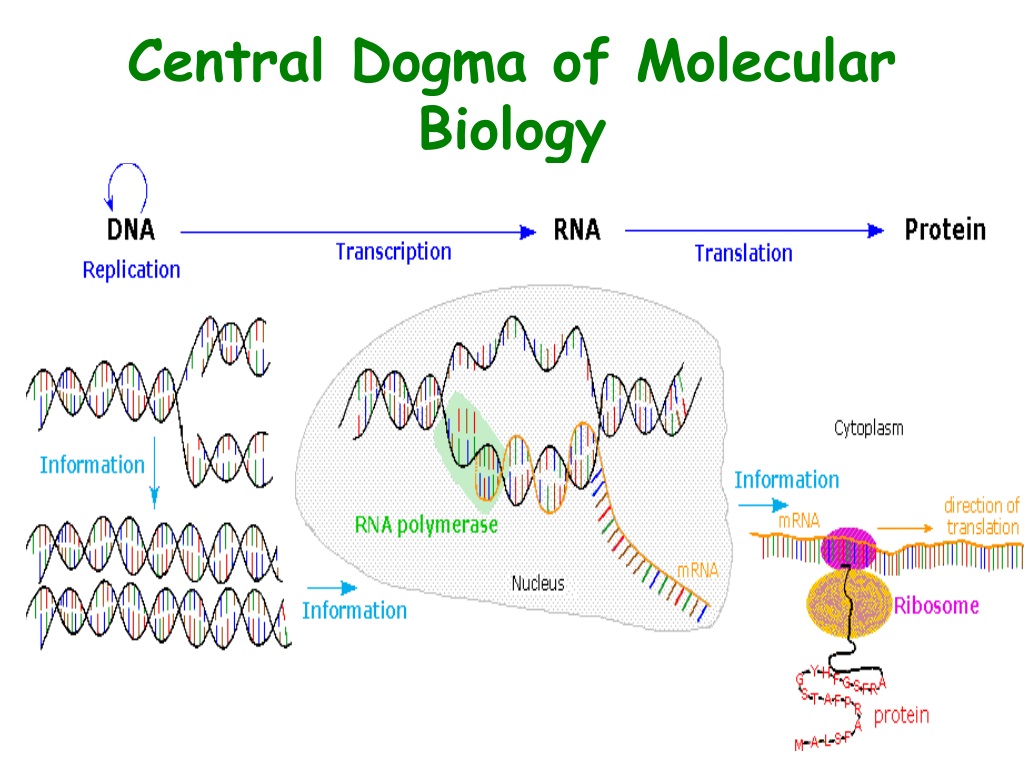 Центральная догма молекулярной биологии это. Central Dogma. Central Dogma of Biology. Molecular Dogma of Biology. Central Dogma for Molecular.