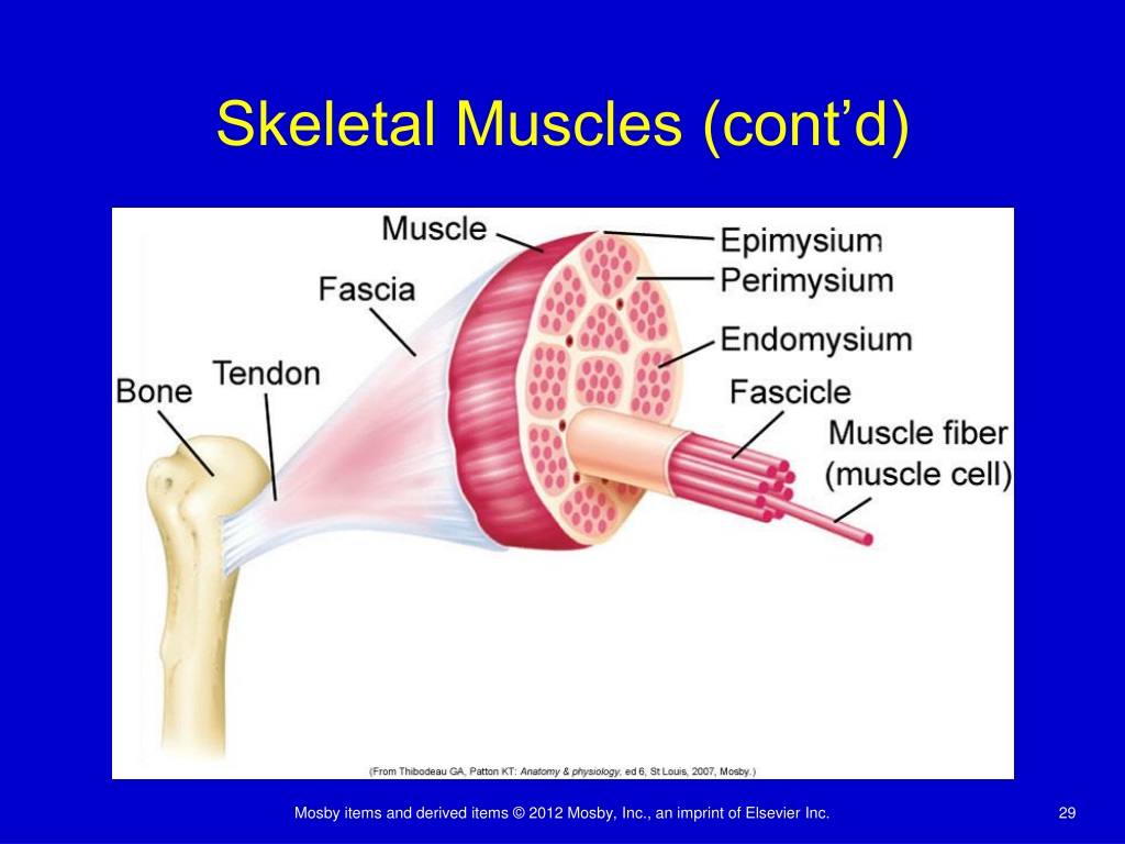 PPT - Structure and Function of the Musculoskeletal System PowerPoint ...
