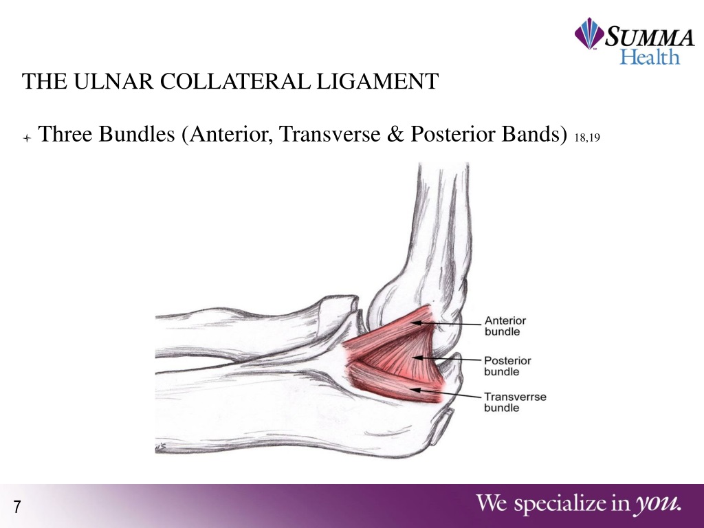 PPT - Ulnar Collateral Ligament: Anatomy & Mechanism of Injury Review ...