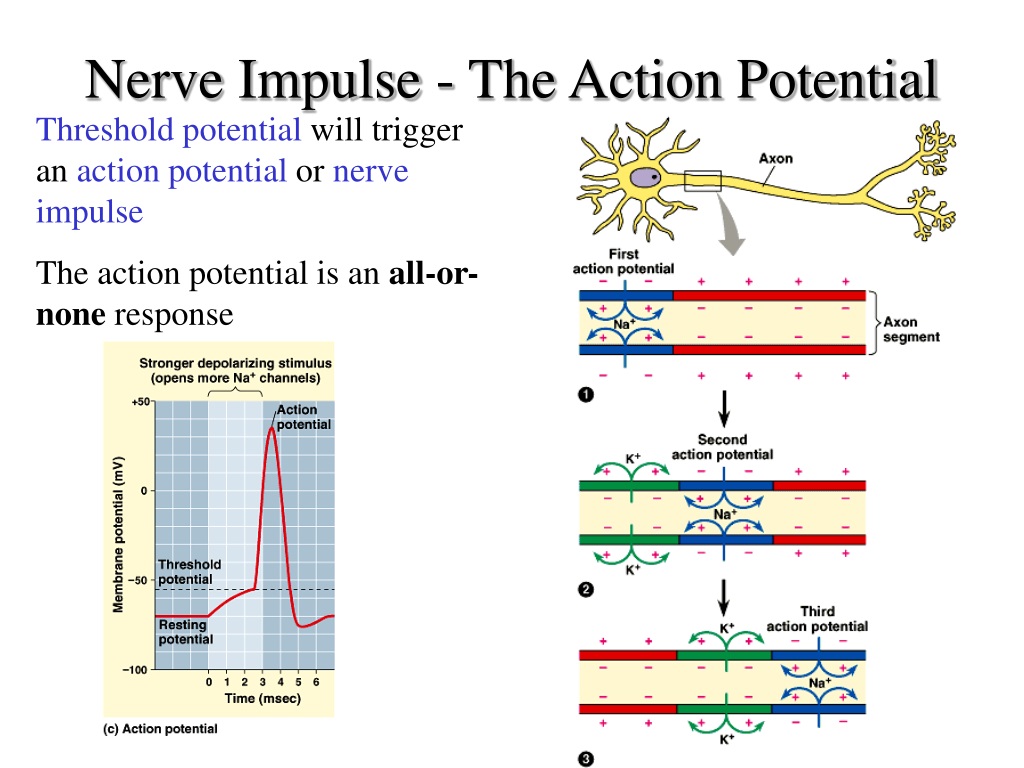 PPT - Nervous Systems PowerPoint Presentation, Free Download - ID:9331939