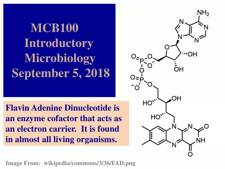 PPT - MCB100 Introductory Microbiology September 5, 2018 PowerPoint ...