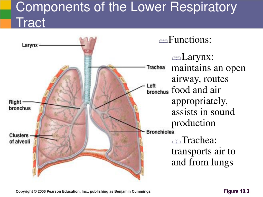 PPT - Respiration Processes PowerPoint Presentation, free download - ID ...