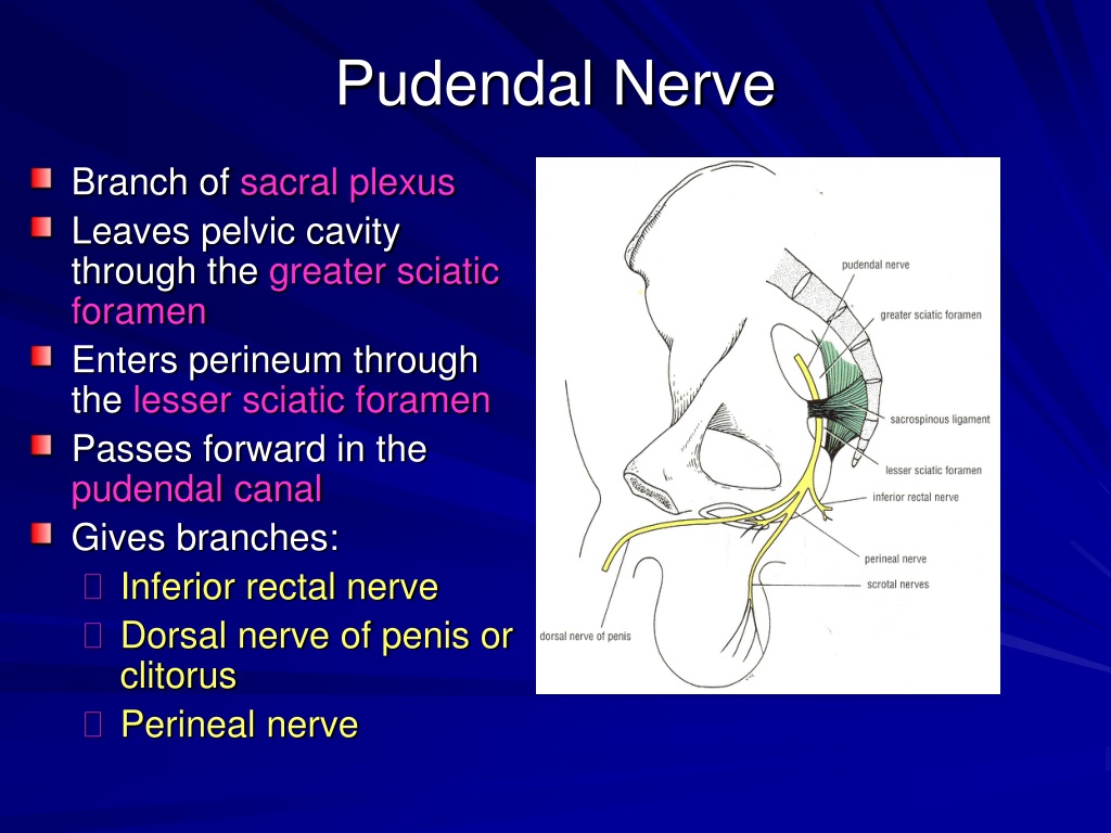 Ppt The Perineum Powerpoint Presentation Free Download Id9339504 