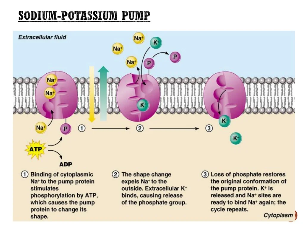 PPT Cell Transport Cell Membranes Movement Across Them PowerPoint PPT Cell Transport Cell Membranes Movement Across Them PowerPoint