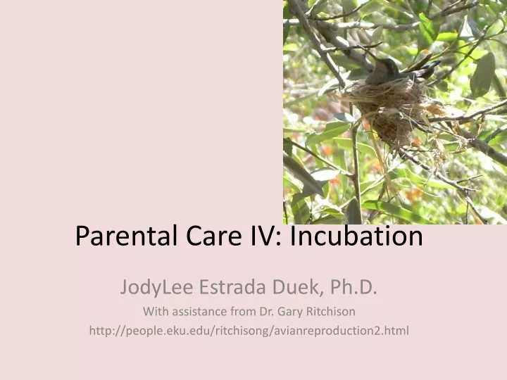 parental care iv incubation n.