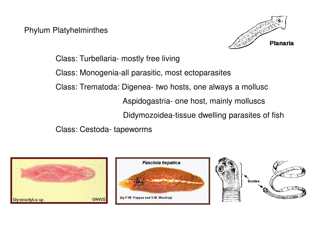 phylum platyhelminthes clasa trematoda