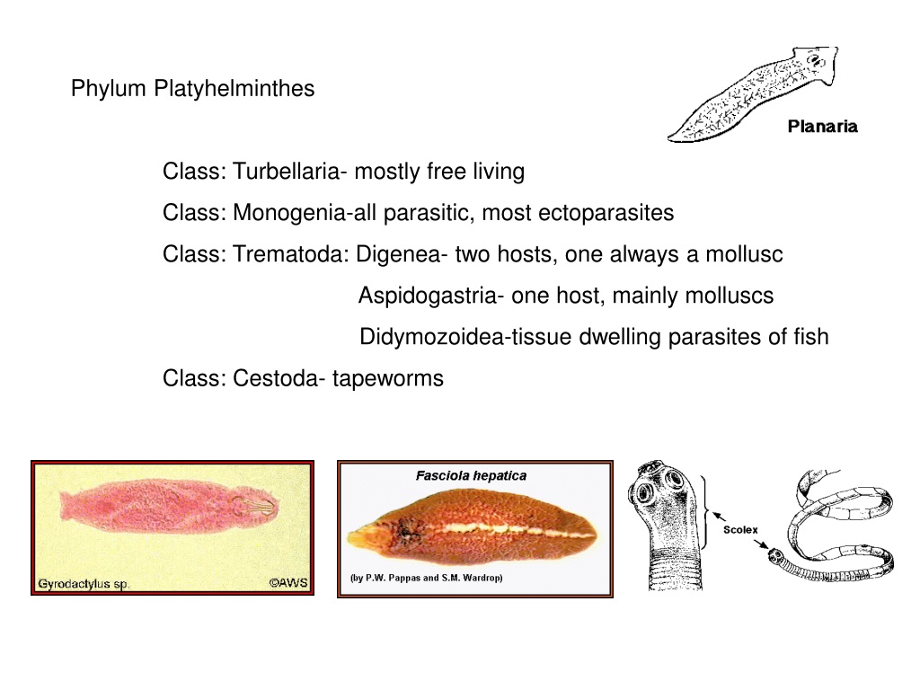 platyhelminthes trematoda