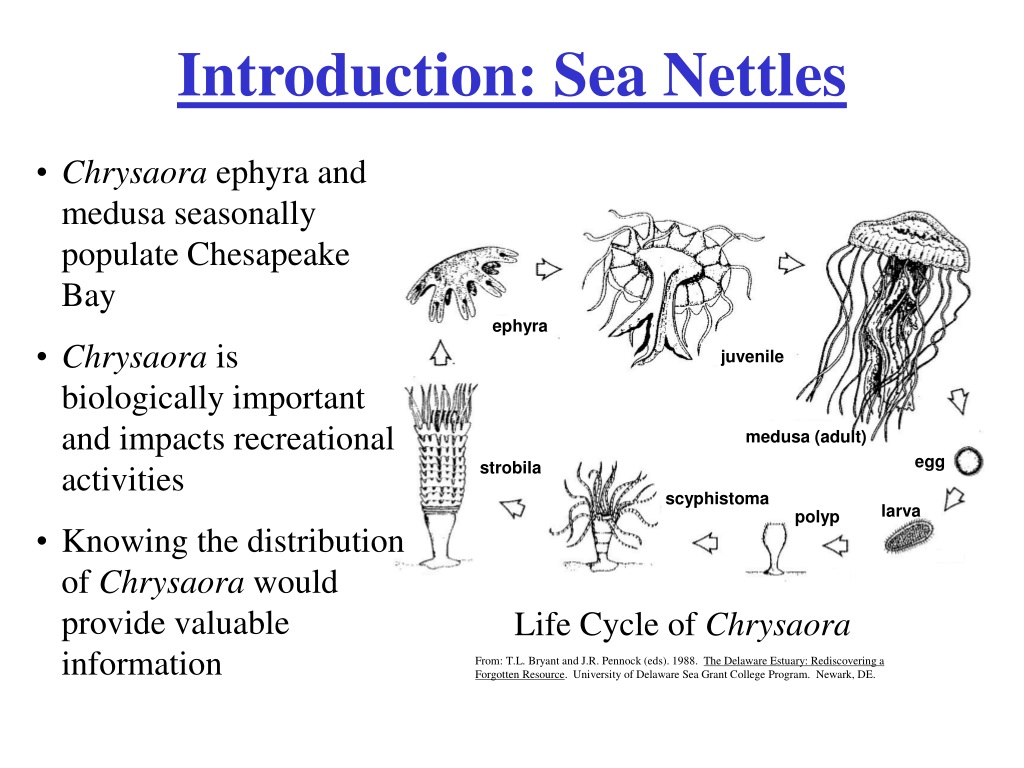 PPT - Ecological Nowcasting in Chesapeake Bay PowerPoint Presentation ...