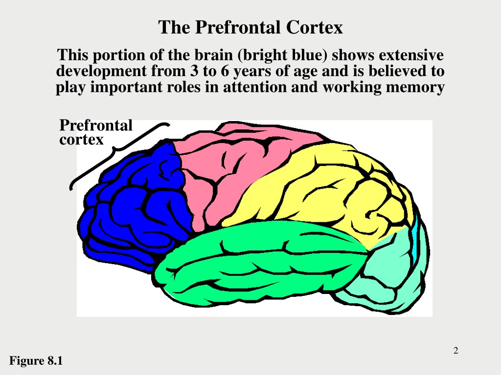 PPT Piaget s Theory of Cognitive Development PowerPoint