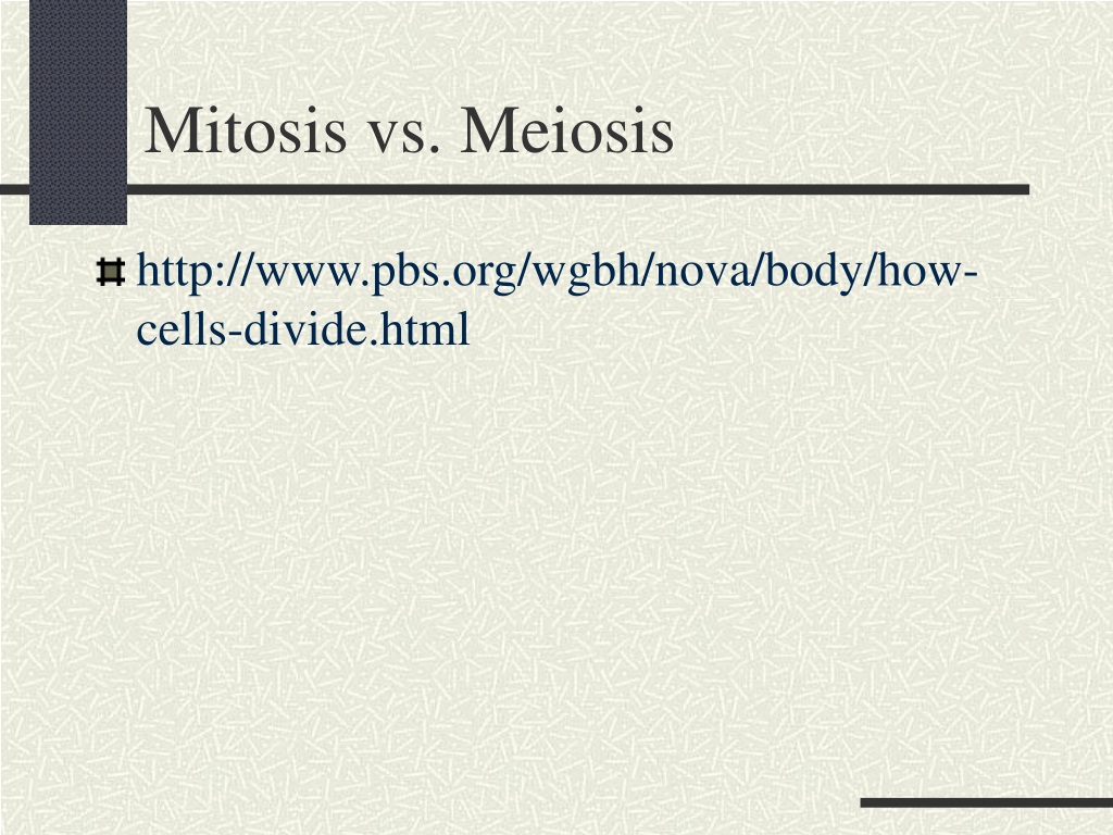 PPT - Meiosis PowerPoint Presentation, Free Download - ID:9347076