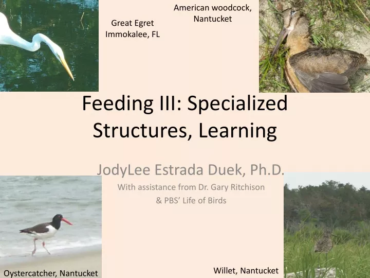 feeding iii specialized structures learning n.