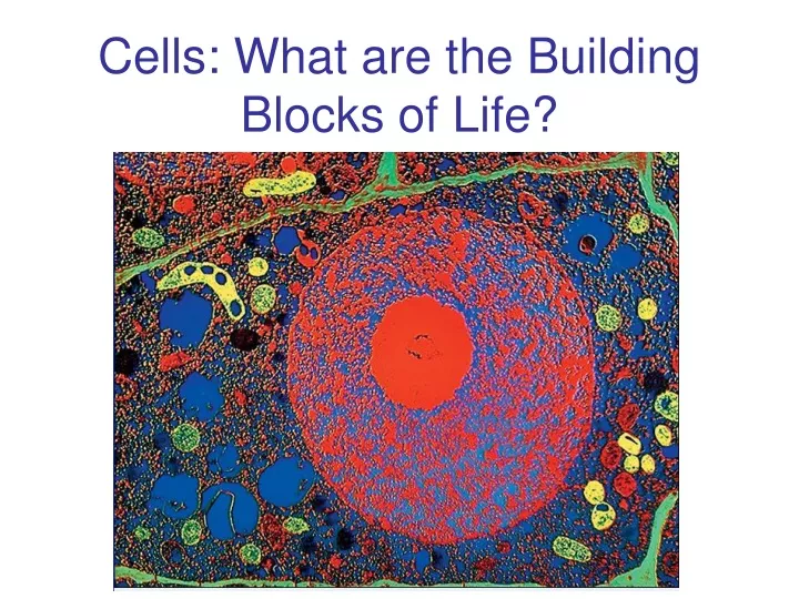 PPT - Cells: What Are The Building Blocks Of Life? PowerPoint ...