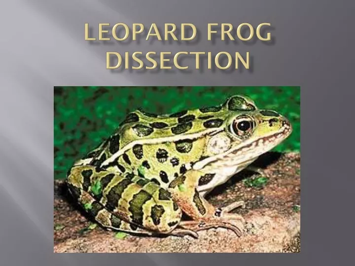 PPT - Leopard Frog Dissection PowerPoint Presentation, free download ...