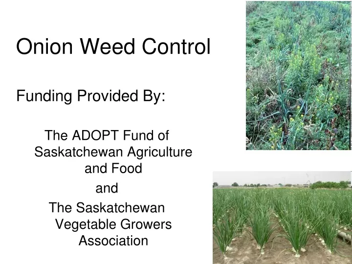 PPT - Onion Weed Control PowerPoint Presentation, Free Download - ID ...